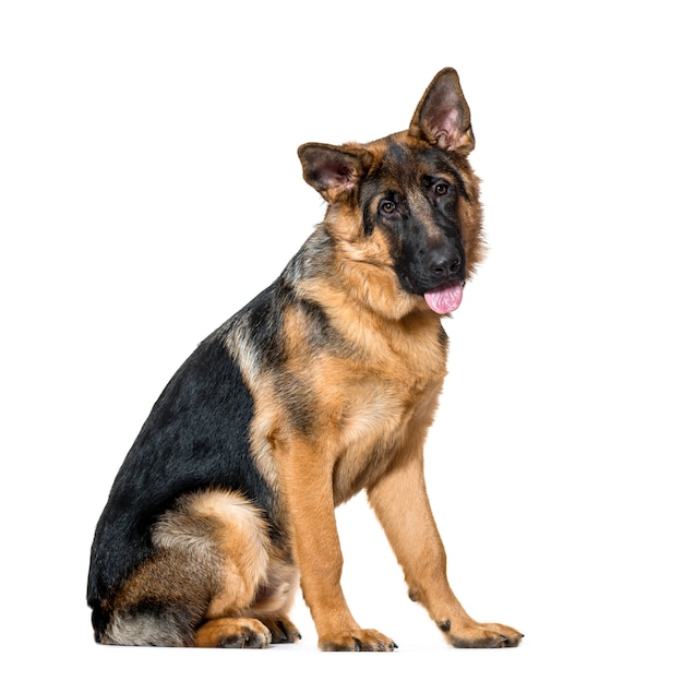 Sitting German Shepherd Dog panting