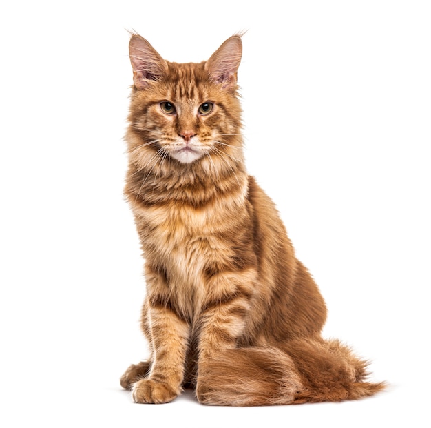 Sitting Ginger Main coon, isolated on white