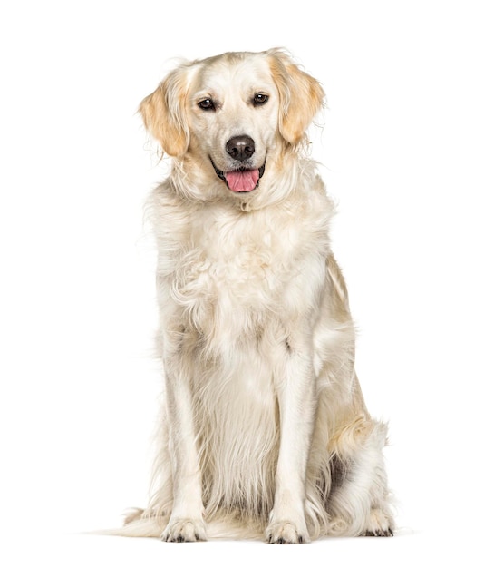 Sitting Golden Retriever dog panting isolated on white