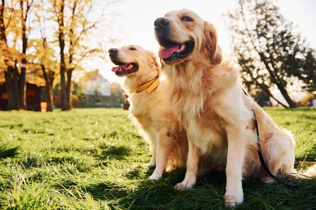 Sitting on the grass Two beautiful Golden Retriever dogs have a walk outdoors in the park together