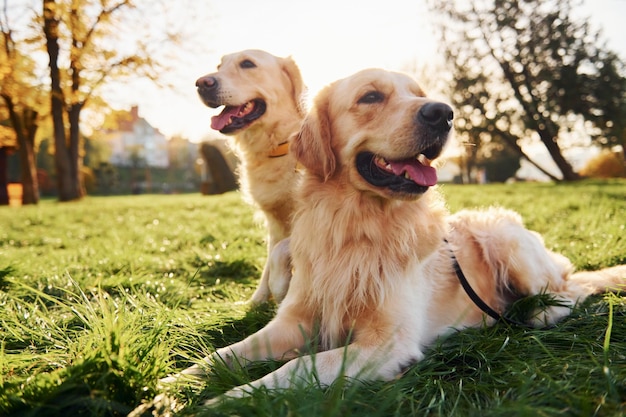 Sitting on the grass Two beautiful Golden Retriever dogs have a walk outdoors in the park together