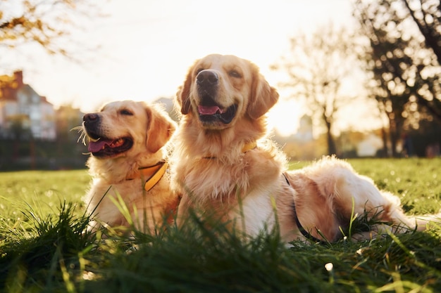 Seduto sull'erba due bellissimi cani golden retriever fanno una passeggiata all'aperto nel parco insieme