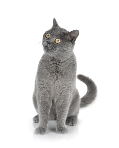 Sitting grey cat