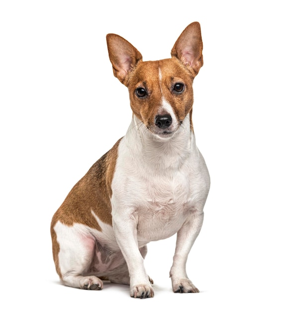 Sitting Jack Russell terrier isolated on white