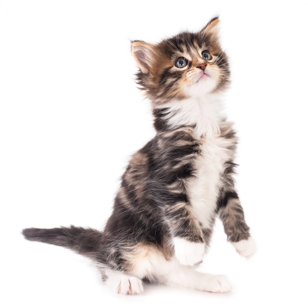 Sitting kitten looking up. White background.