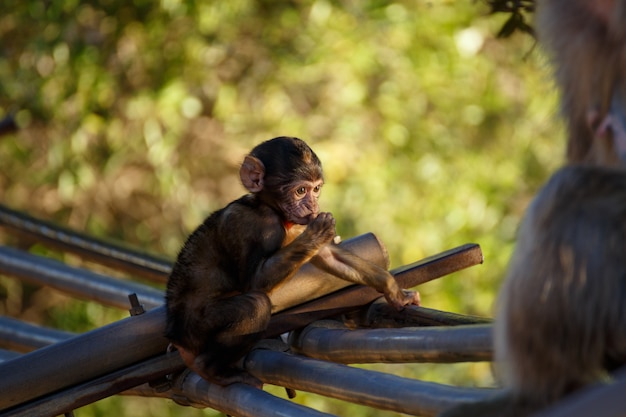 Sitting little monkey with green background