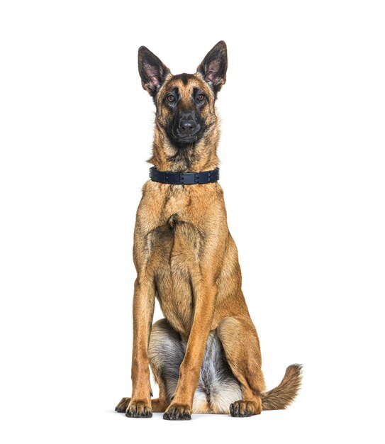 座っているマリノイ犬 白い上で孤立した