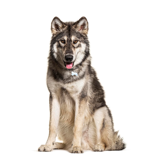 Sitting Northern Inuit Dog panting looks like a wolf isolated on white