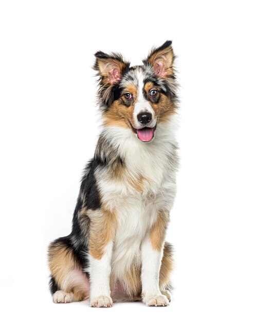 앉아서 숨을 쉬는 블루 메를 보더 콜리 (Bleu merle border collie) 는 색에서 고립되어 있습니다.
