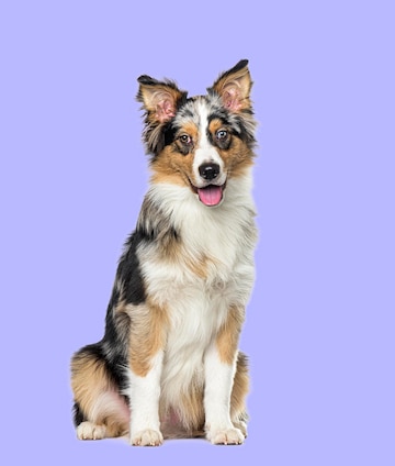 Premium Photo  Sitting and panting blue merle border collie on purple