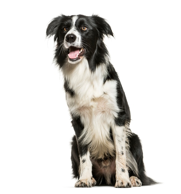 Sitting and Panting Border Collie