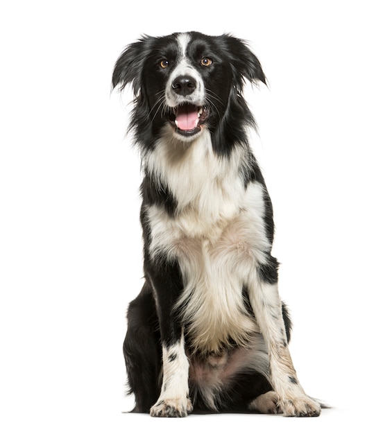 Sitting and Panting Border Collie