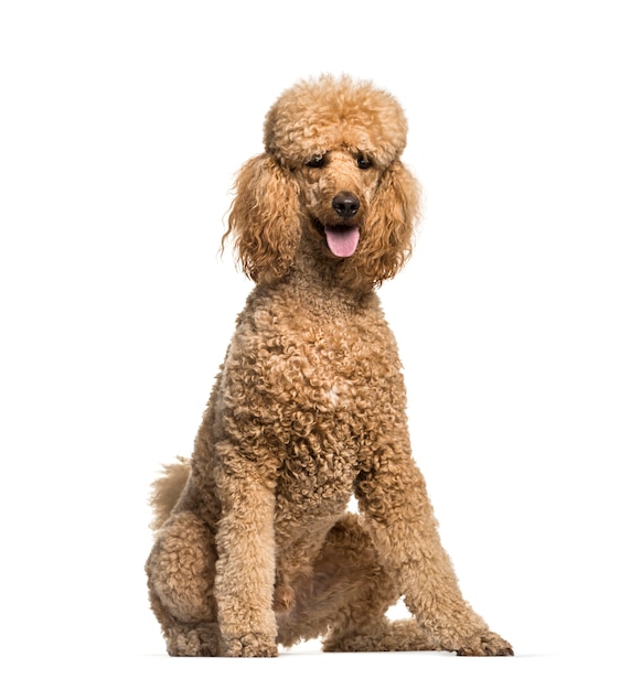 Sitting and panting brown Poodle dog, isolated