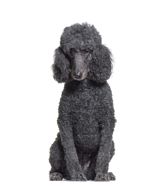 Photo sitting poodle in front of a white background
