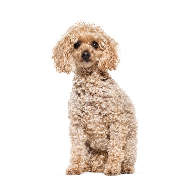 Sitting Poodle, isolated on white