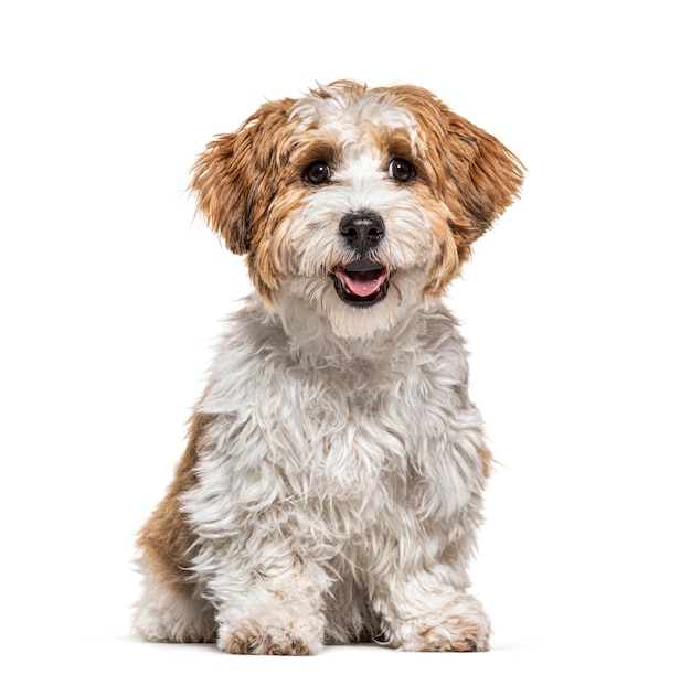 Sitting Puppy Havanese dog staring 5 months old isolated