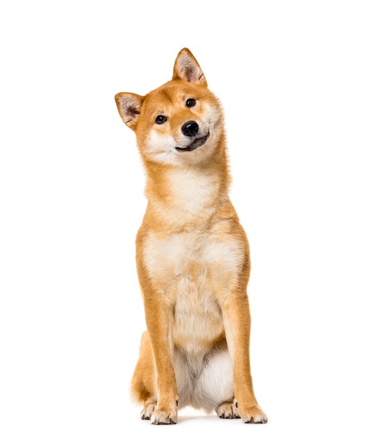 Sitting Shiba Inu Dog