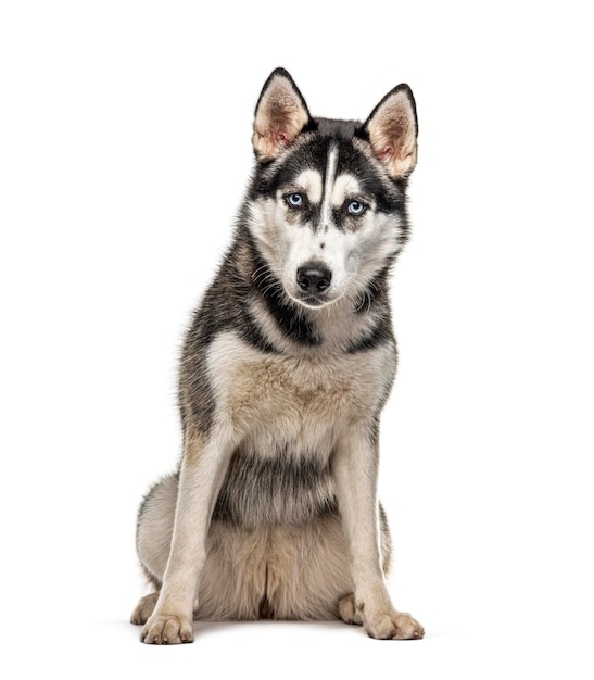 Sitting Siberian Husky isolated on white