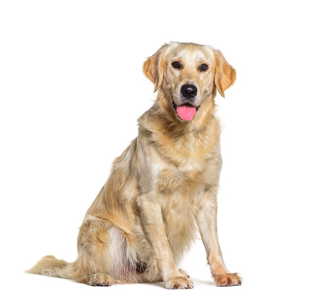 Foto seduto giallo golden retriever cane ansimando isolato su bianco