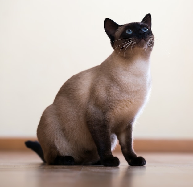 座っている若い成人のsiamese cat