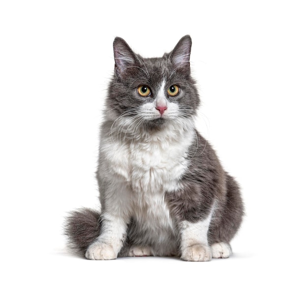 Sitting young Crossbreed cat white and grey