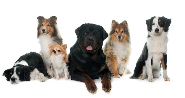 six beautiful dogs