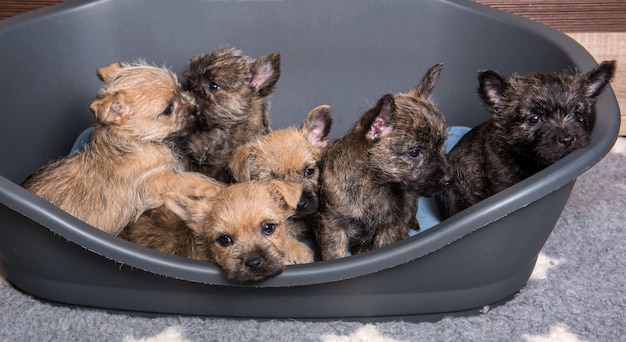 ケアーンテリアの子犬6匹の犬の犬小屋