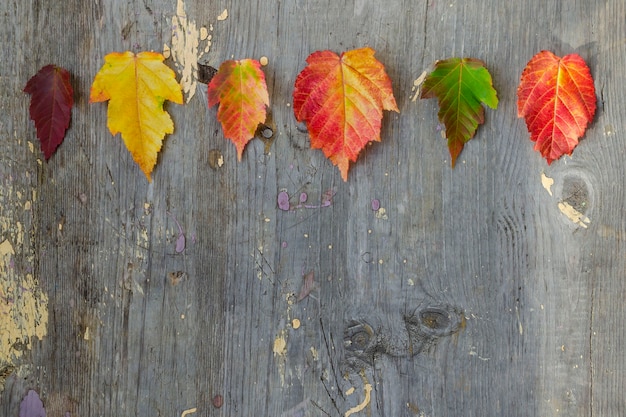 古いボードの上部にある6つのカラフルな紅葉。テキストの場所