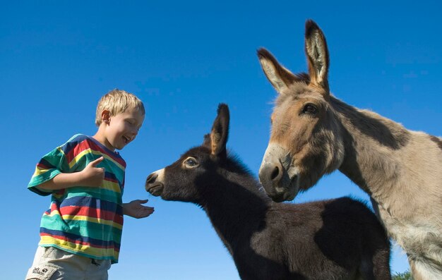 A six year old boy would like to stroke a a young donkey