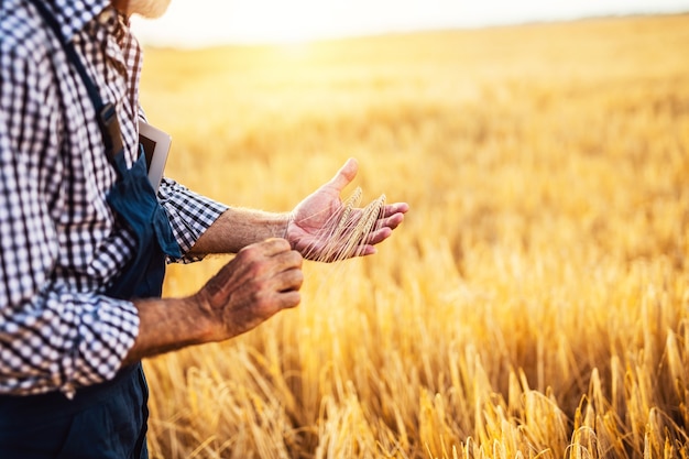 Sixty years old beard farmer holding wheat ears in his hand.