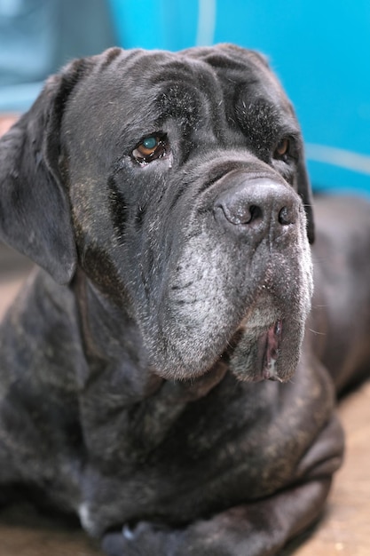 Sixyearold male Italian Cane Corso