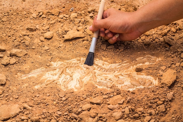 Skelet en archeologische hulpmiddelen