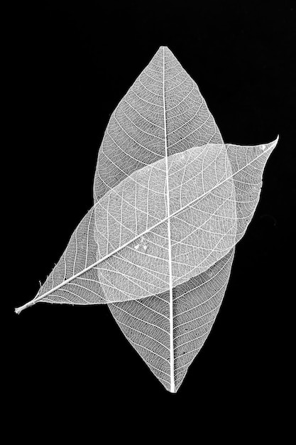 Foto skelet van blad op zwarte achtergrond