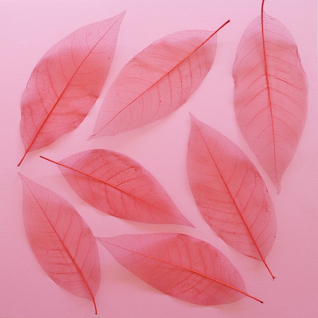 Foto skelet van droge roze bladeren herfst achtergrond