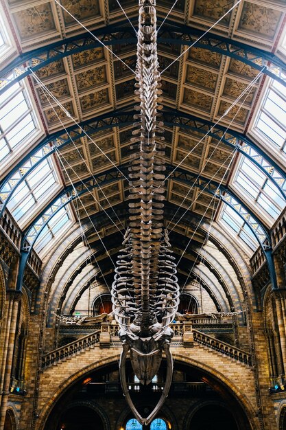 Foto skelet van een dinosaurus onder een versierd plafond in een museumfoto