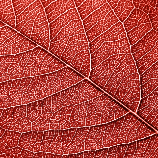 Foto skelet van natuurlijk blad, patroon van bladeren met nerven. creatieve achtergrond voor uw ideeën in een kleur living coral. bovenaanzicht