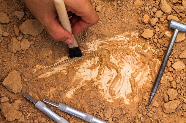 Skeleton and archaeological tools