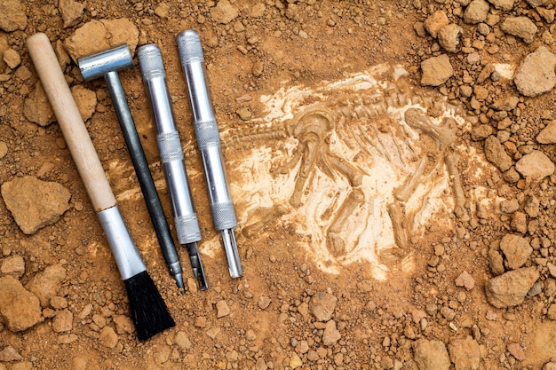 Skeleton and archaeological tools