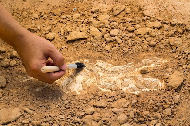 Photo skeleton and archaeological tools