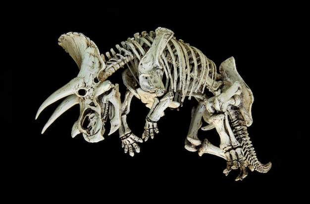 Foto scheletro di dinosauro triceratopo.