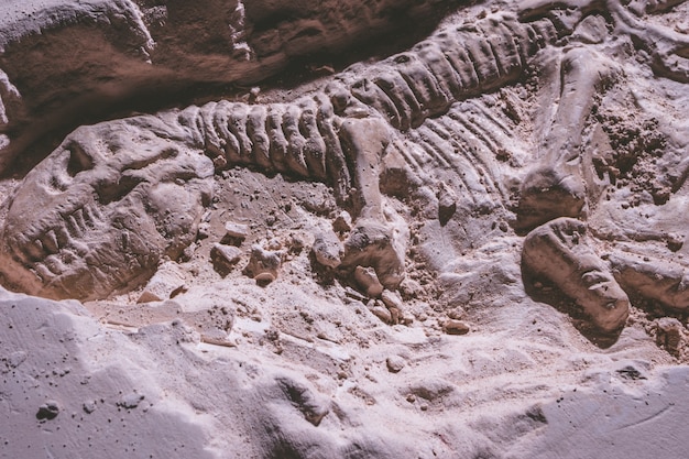 Foto scheletro di dinosauro tyrannosaurus rex simulatore fossile in pietra macinata.