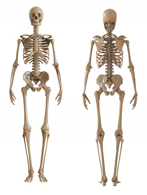 Foto scheletro anteriore e posteriore