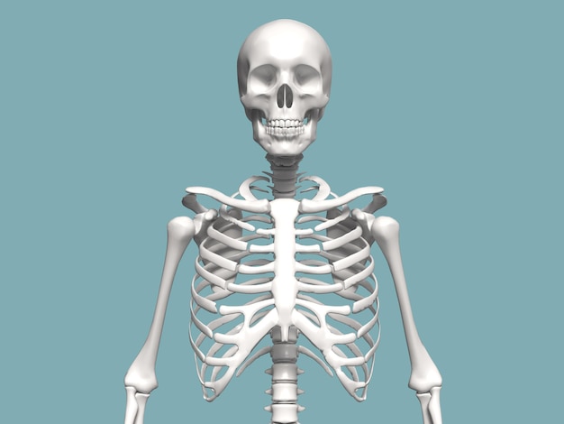 Photo skeleton front view in white background 3d illustration