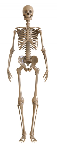 Photo skeleton front view