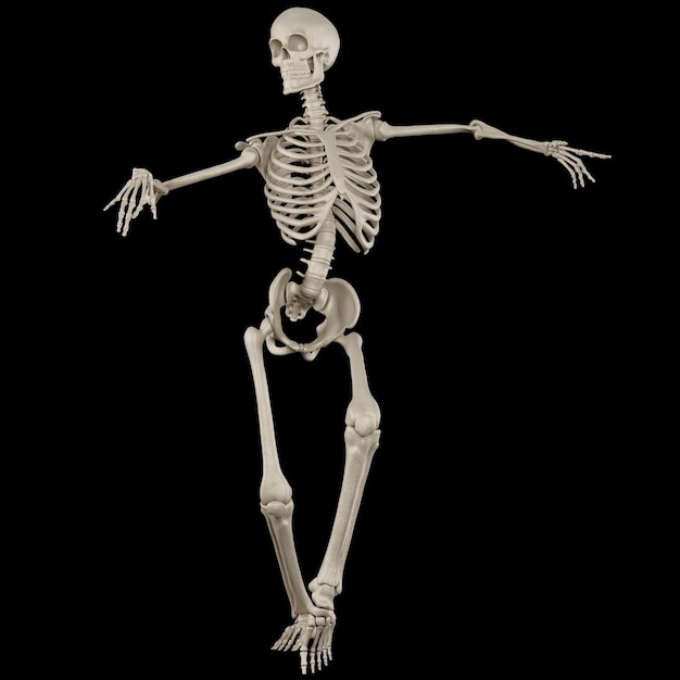 a skeleton is standing on a black background and is facing the camera