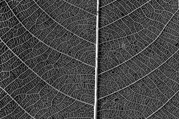 skeleton of leaf on black background