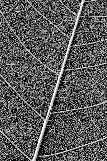 Photo skeleton of leaf on black background