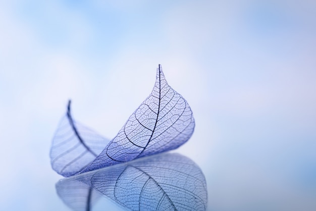 Skeleton leaves on blured background, close up