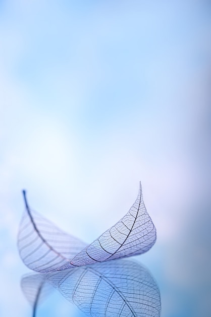 Skeleton leaves on blured background, close up