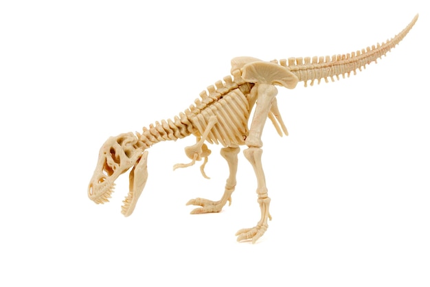 A skeleton of a t rex